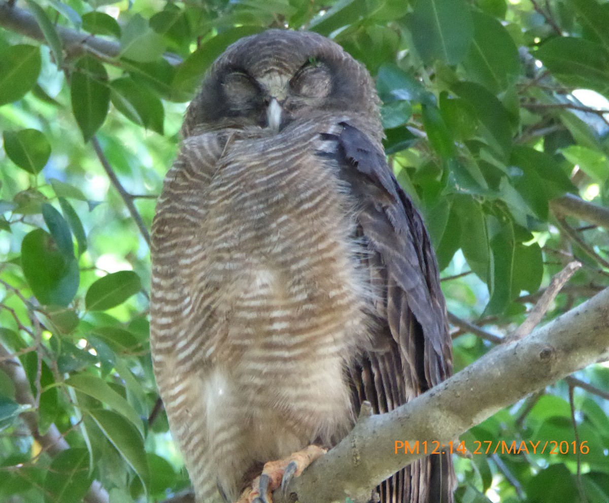 Rufous Owl - Norton Gill