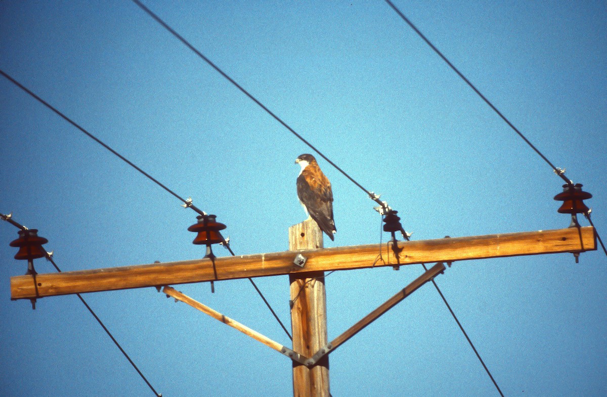 Variable Hawk (Red-backed) - Vic Zerbi