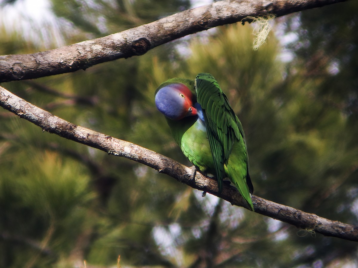 Red-cheeked Parrot - ML294542341