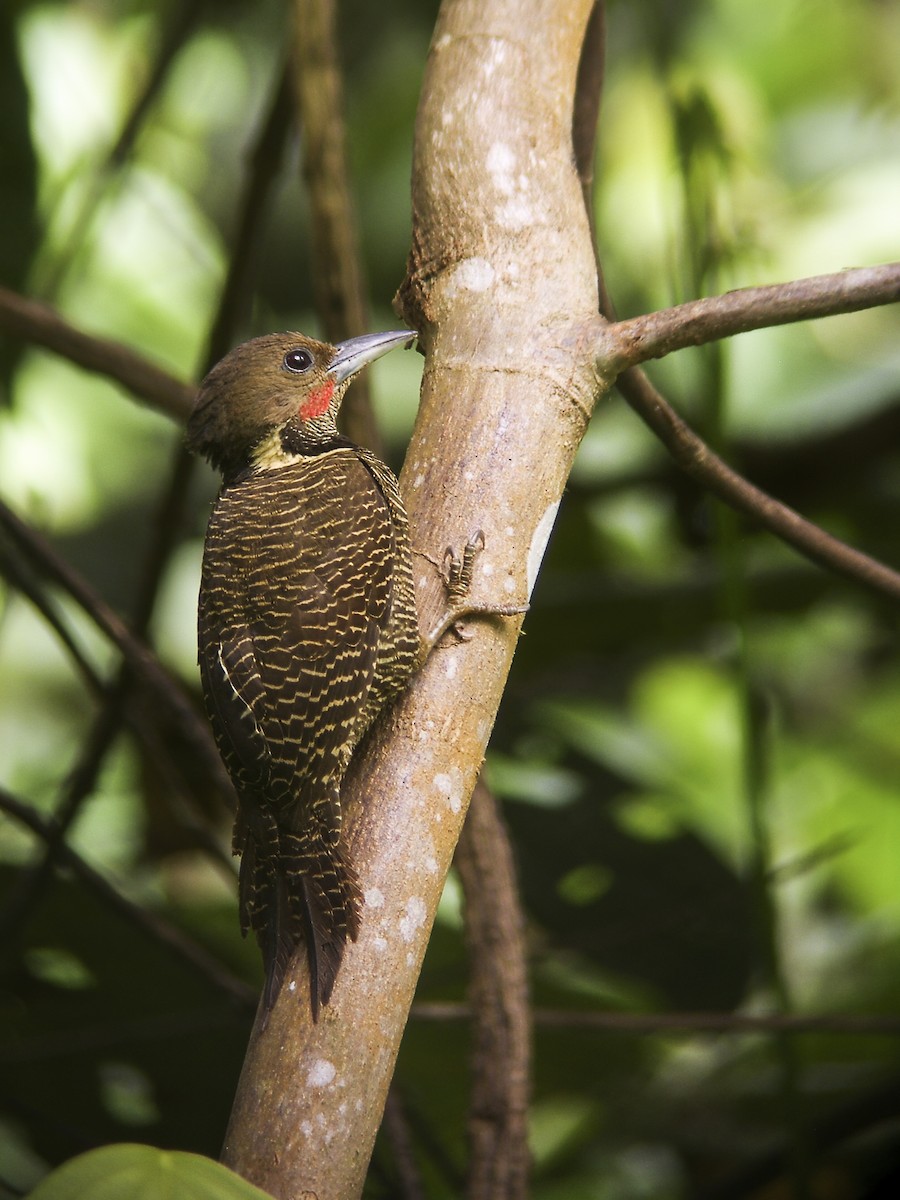 Buff-necked Woodpecker - Nick Athanas
