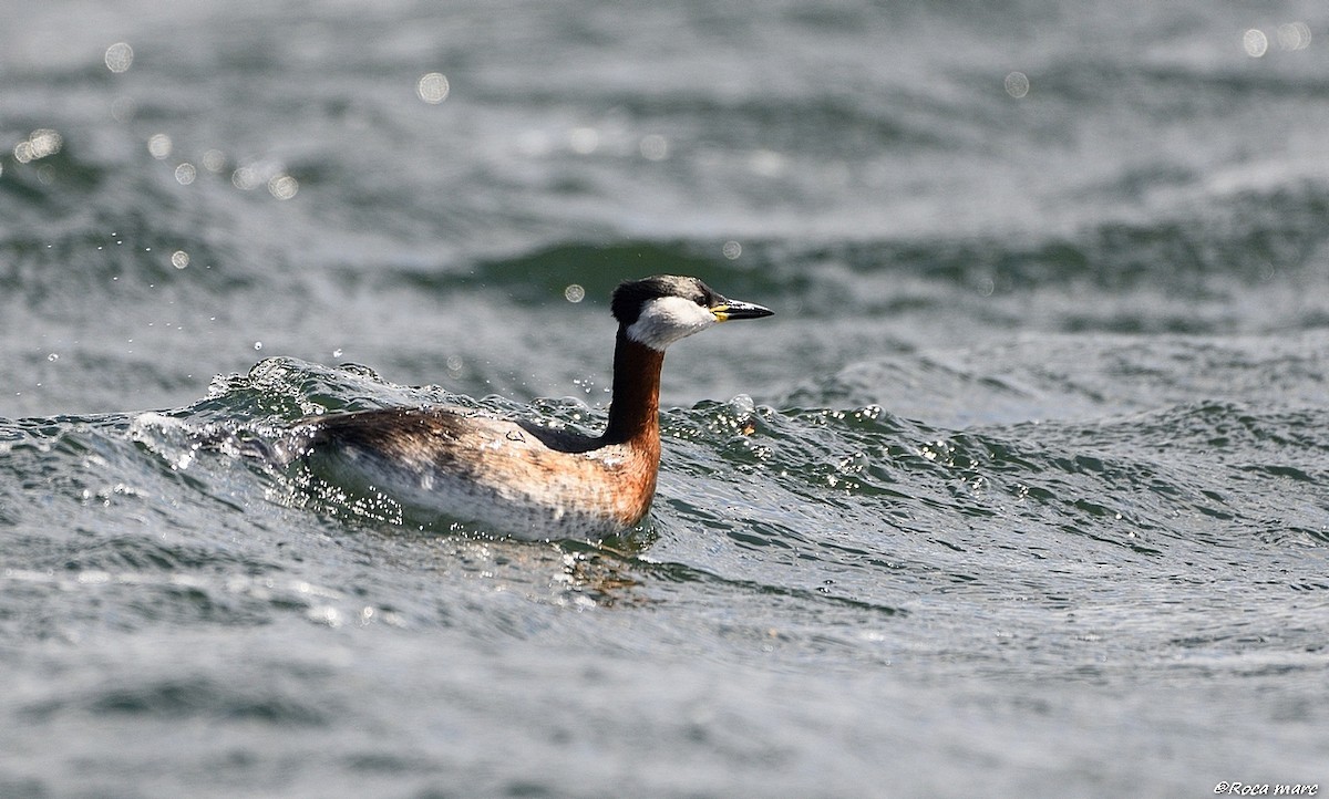 Red-necked Grebe - ML29454481