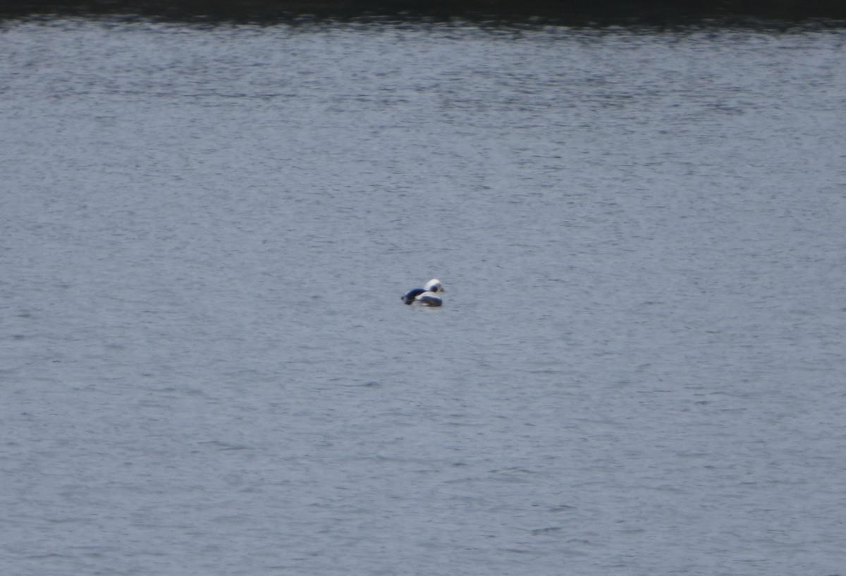 Long-tailed Duck - ML294545361