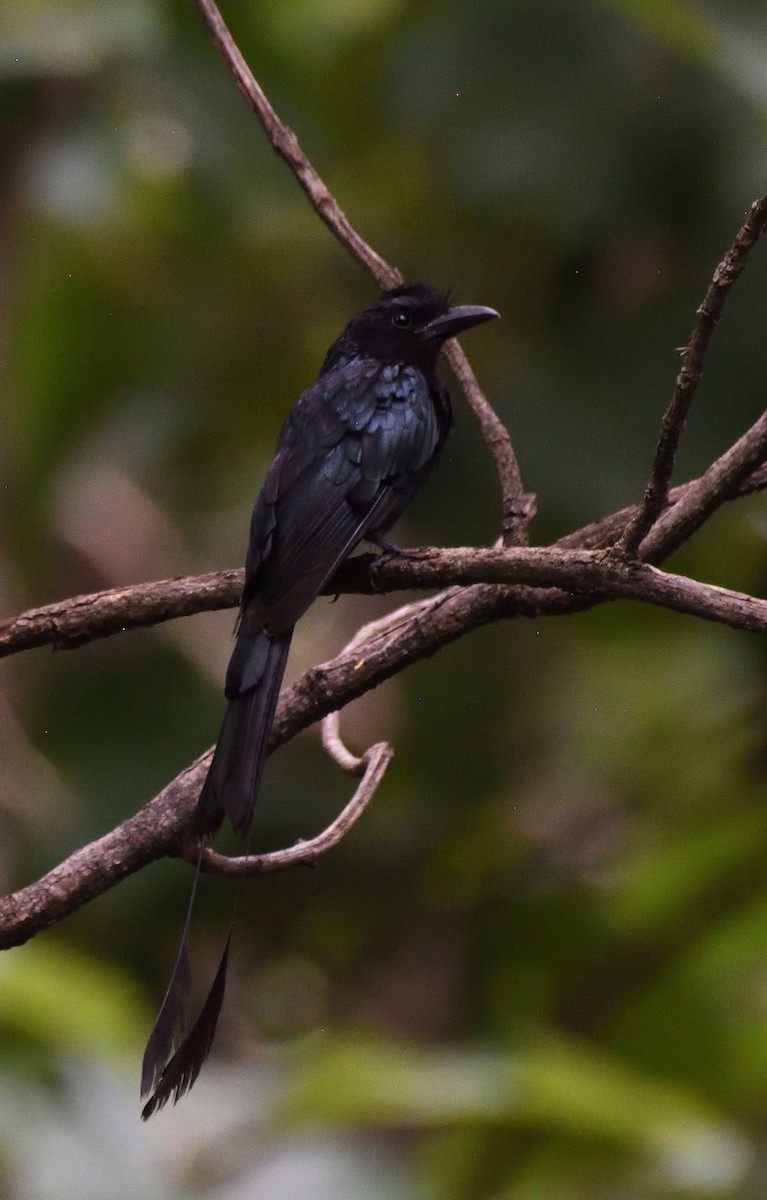 Greater Racket-tailed Drongo - ML294553931