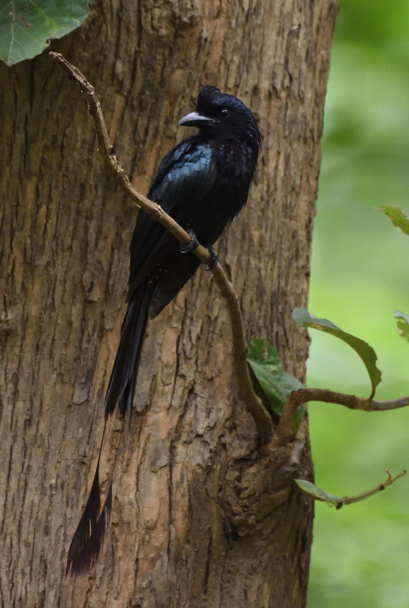 Greater Racket-tailed Drongo - ML294554121