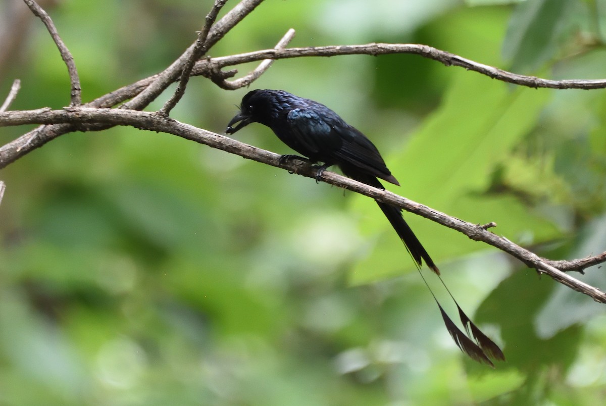 Greater Racket-tailed Drongo - ML294554321