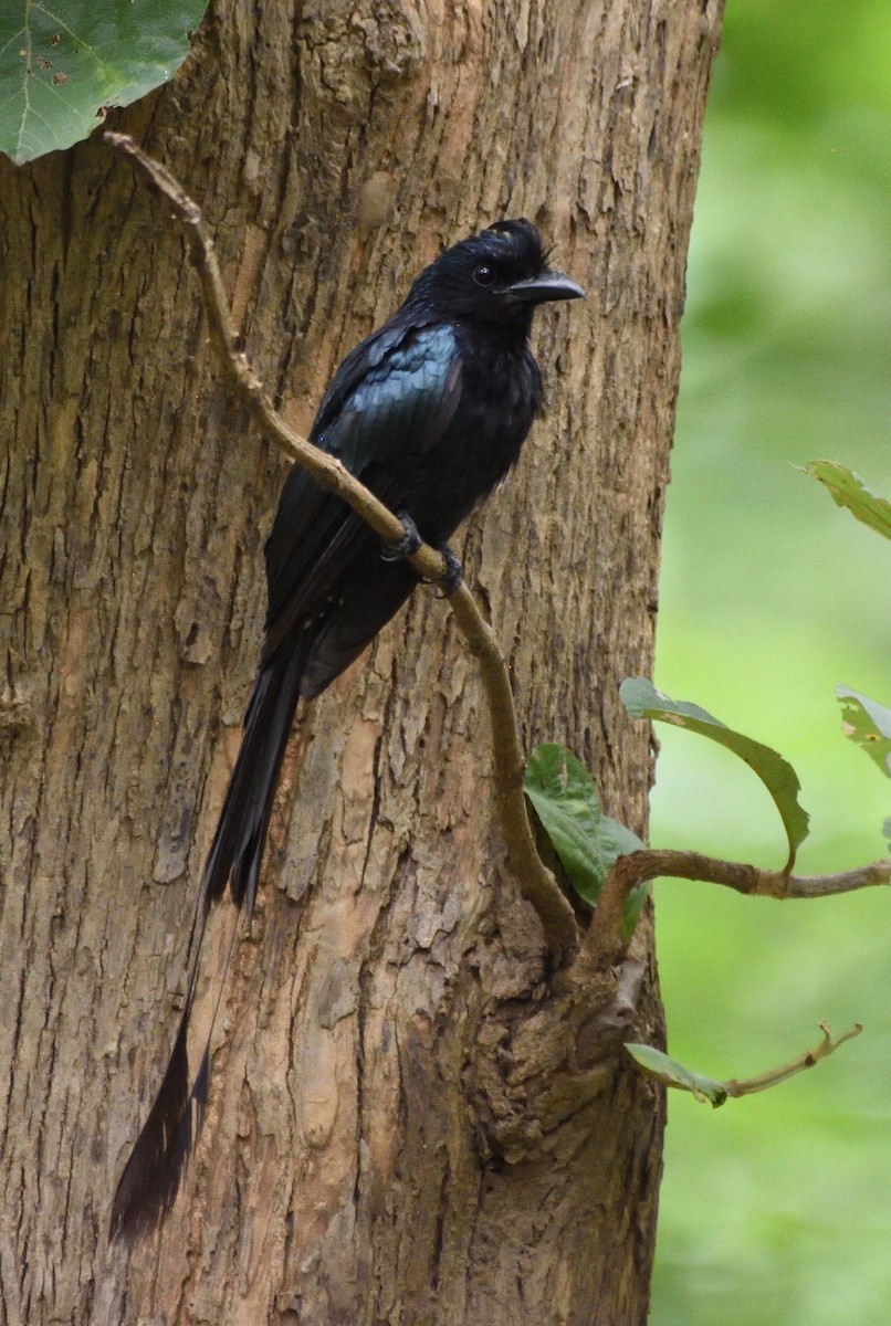 Greater Racket-tailed Drongo - ML294554331