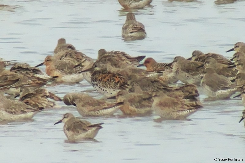 Great Knot - ML294556311