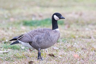 Cackling Goose (Aleutian), ML294557631