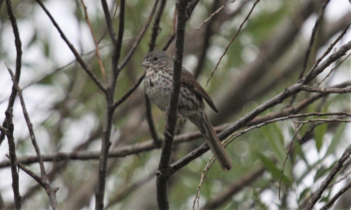Fox Sparrow (Slate-colored) - Steve Hampton
