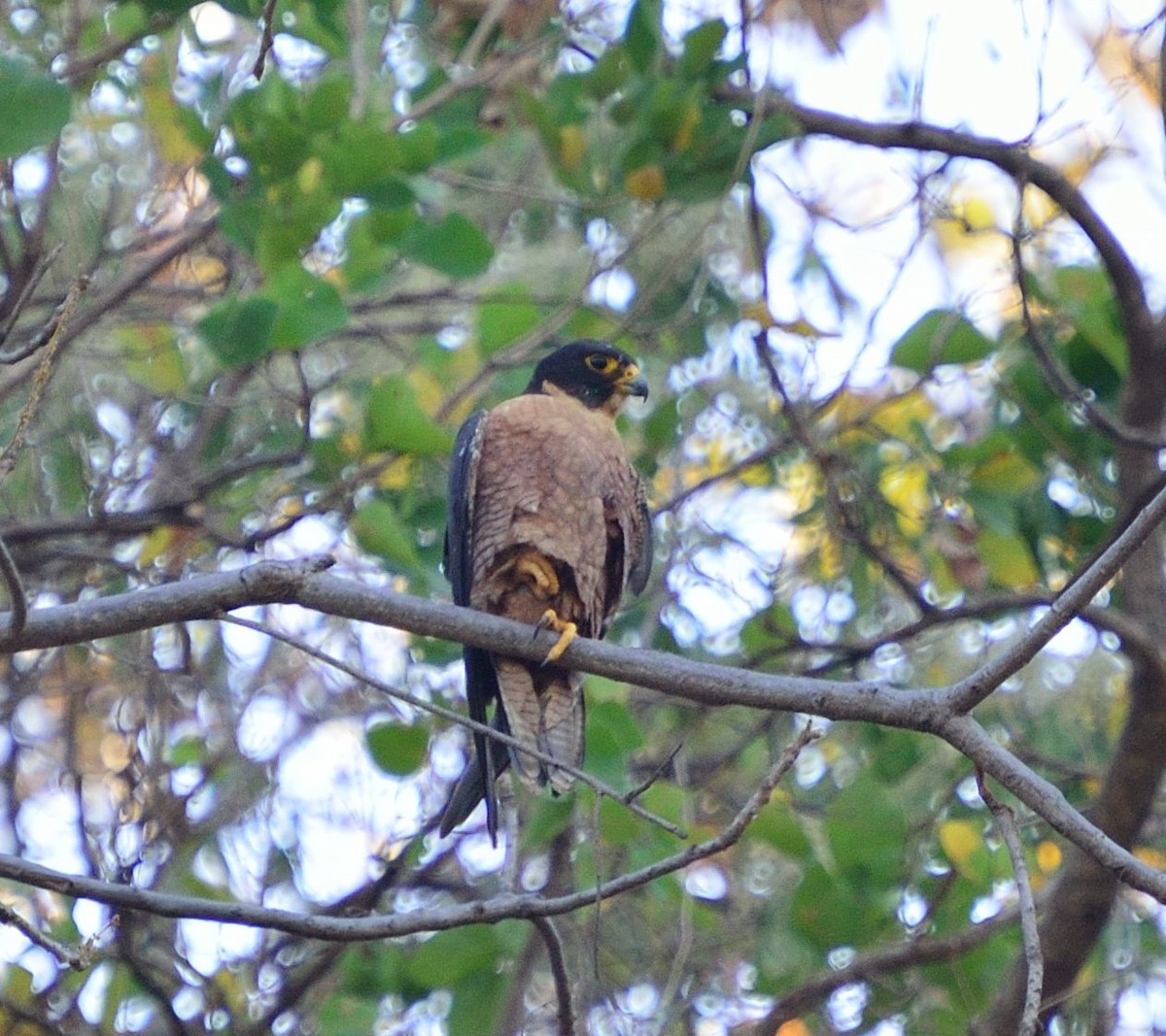 Peregrine Falcon (Shaheen) - Mohit Mehta