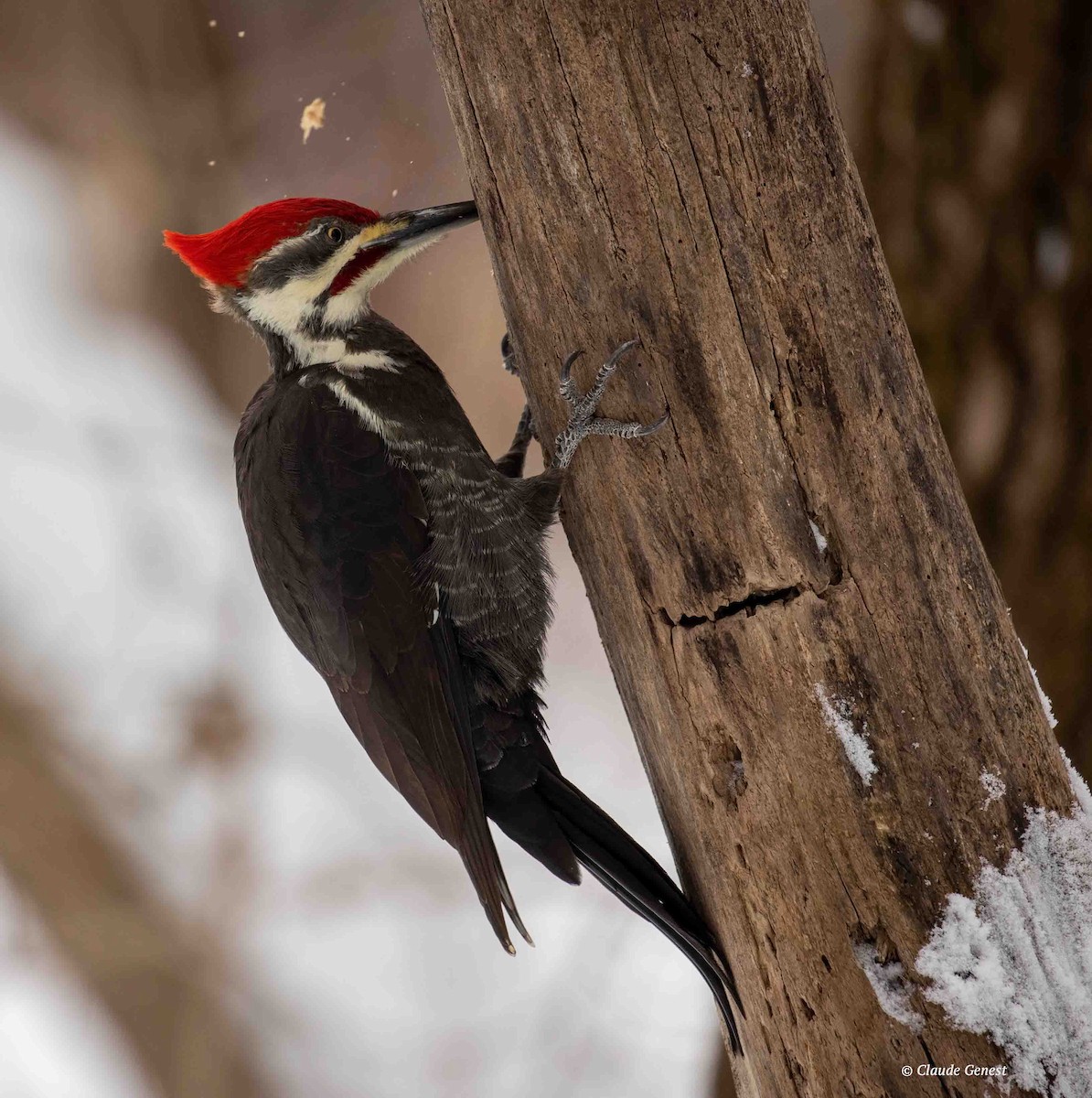 Pileated Woodpecker - Claude Genest