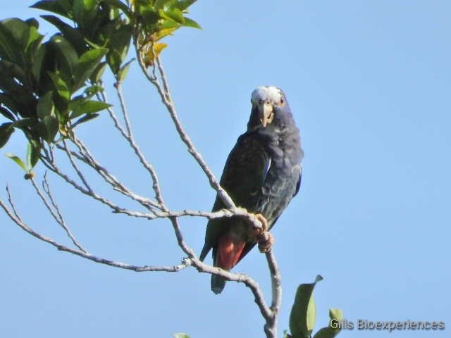 White-crowned Parrot - ML294568351