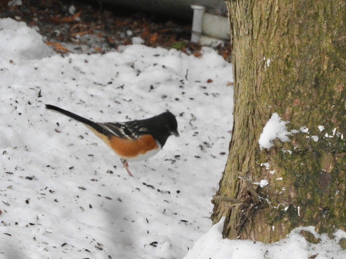 Spotted Towhee - Donna Benson