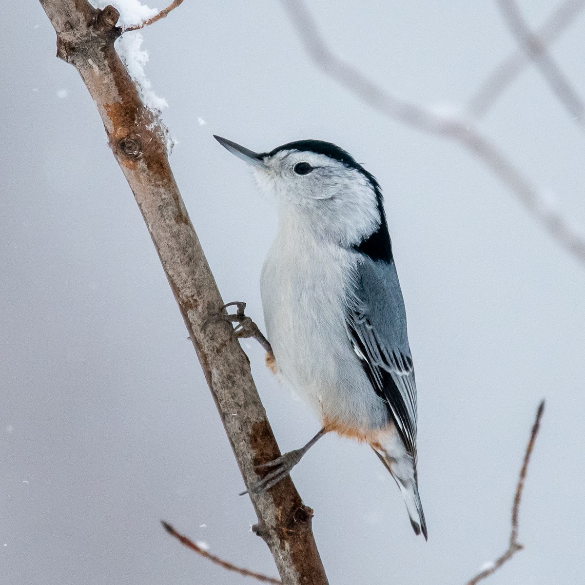 White-breasted Nuthatch - ML294571911