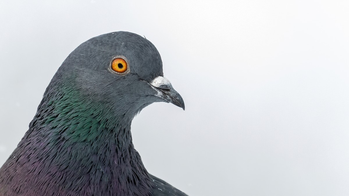Rock Pigeon (Feral Pigeon) - ML294572481