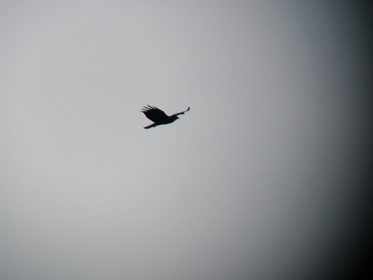 Zone-tailed Hawk - Paul 🐈🔭🦜 Rodríguez @elpuma