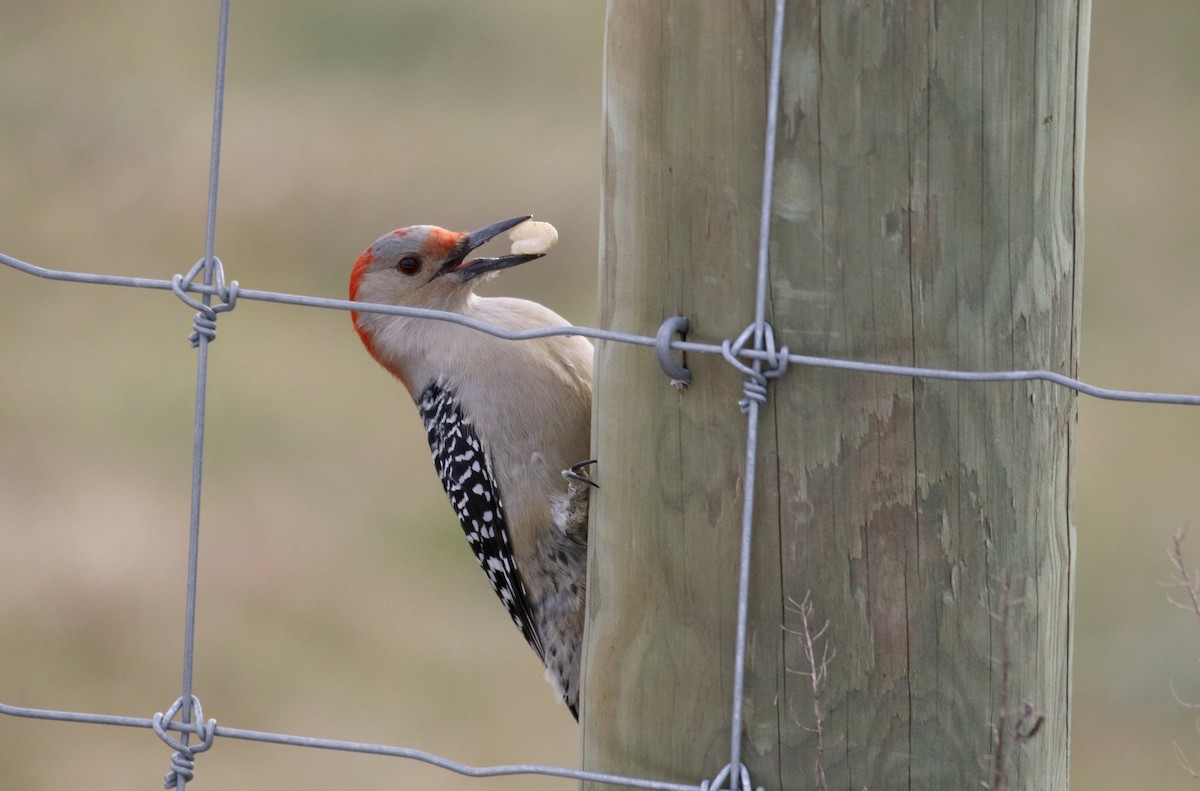 Red-bellied Woodpecker - Jay McGowan