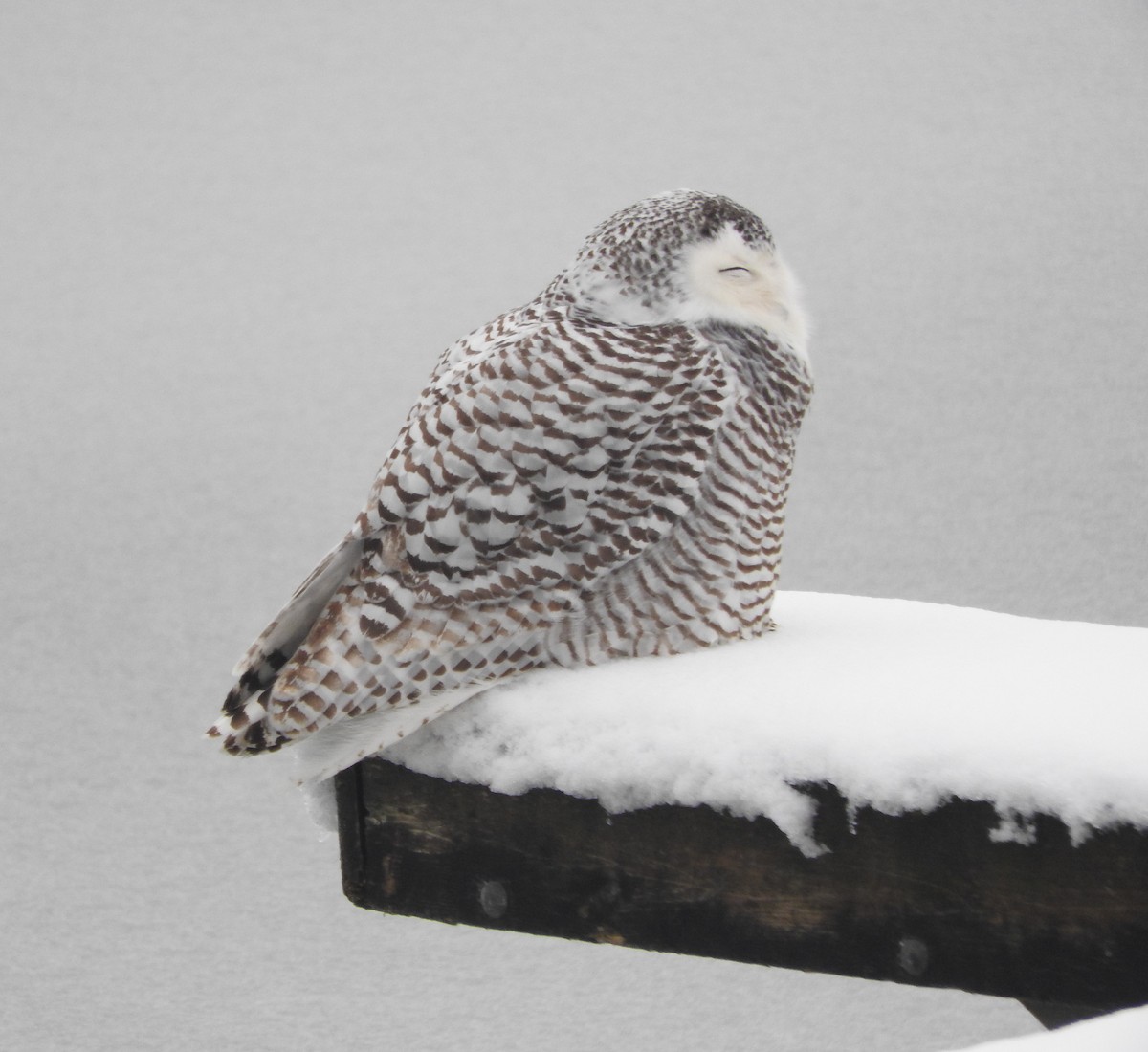 eBird Checklist 4 Jan 2021 Kensington Metroparkgeneral (Oakland