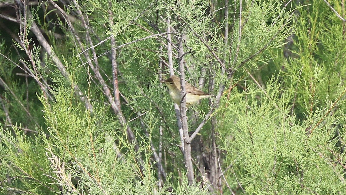 Melodious Warbler - ML29458171
