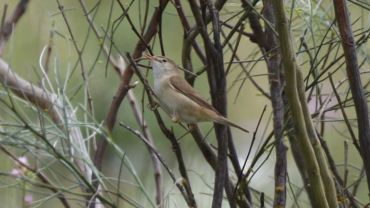 Common Reed Warbler - ML29458261