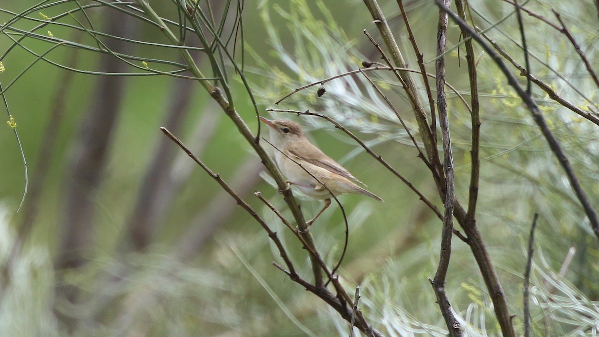 Common Reed Warbler - ML29458281
