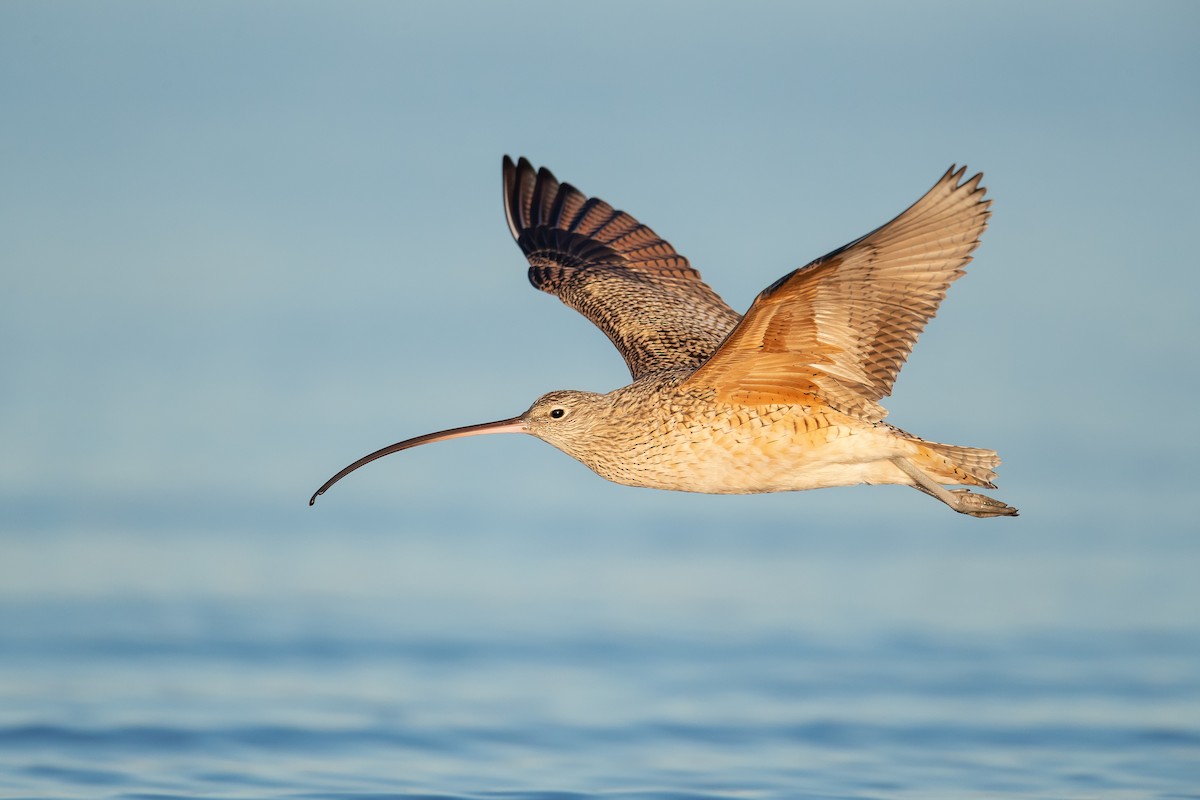 Long-billed Curlew - Dorian Anderson
