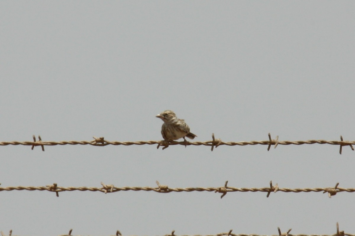 Striolated Bunting - ML29458461