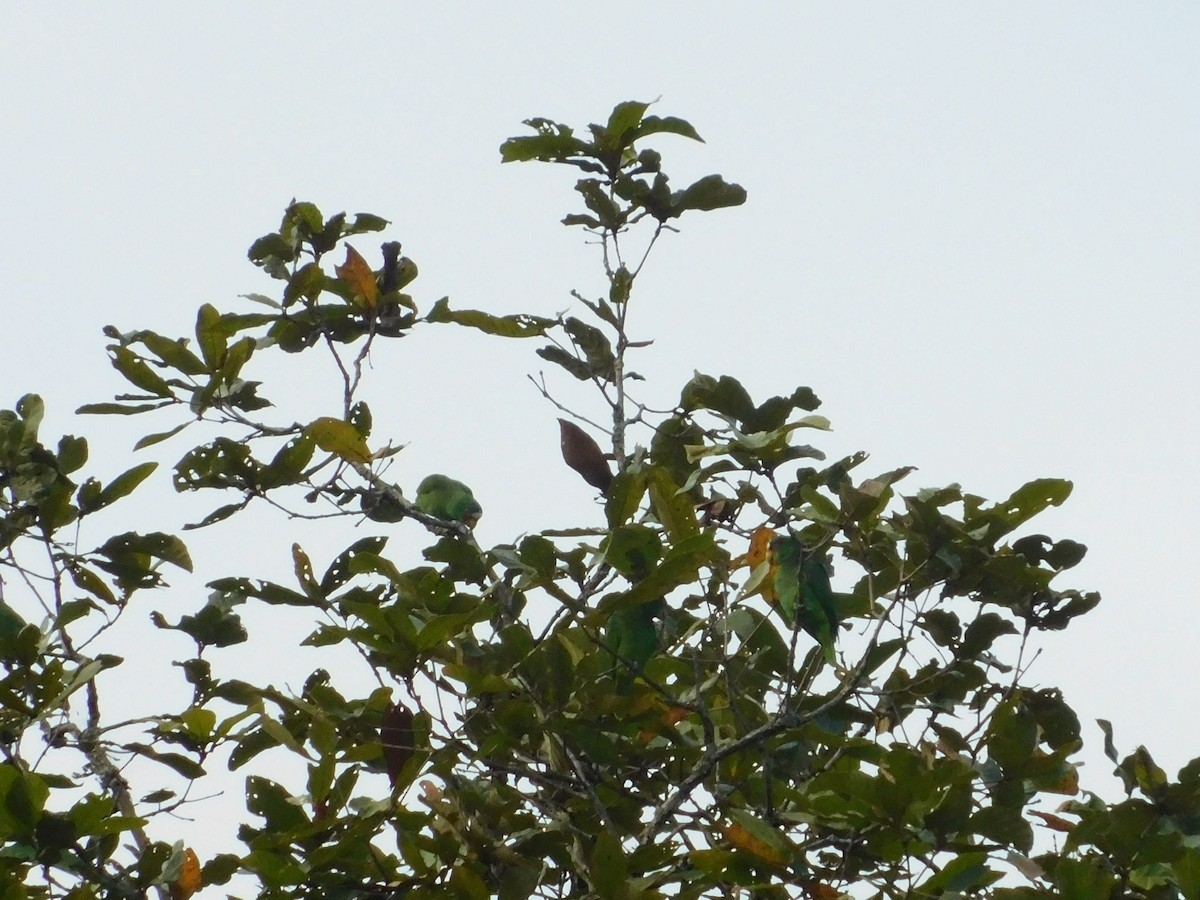 White-fronted Parrot - ML294584851