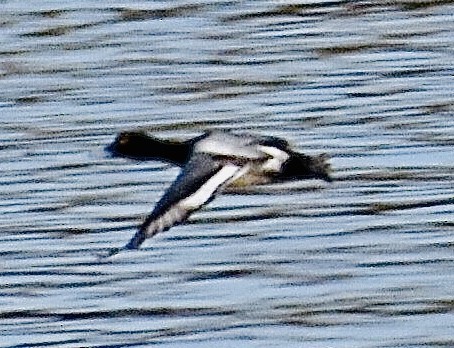 Greater Scaup - ML294586791