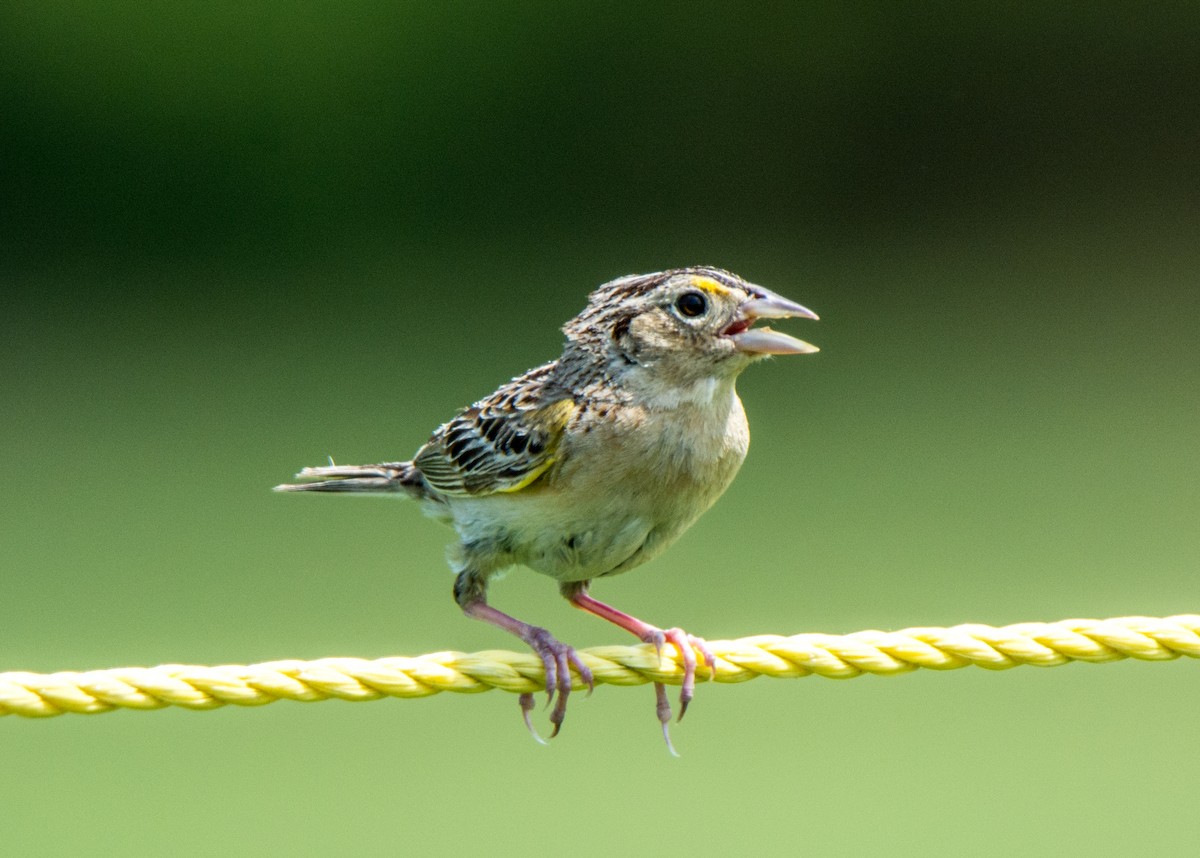Grasshopper Sparrow - Jill Gray