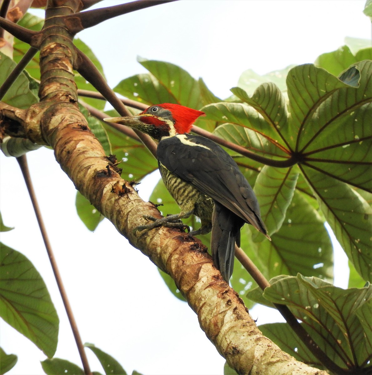 Lineated Woodpecker - Sheila Nale