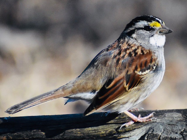 White-throated Sparrow - ML294588481