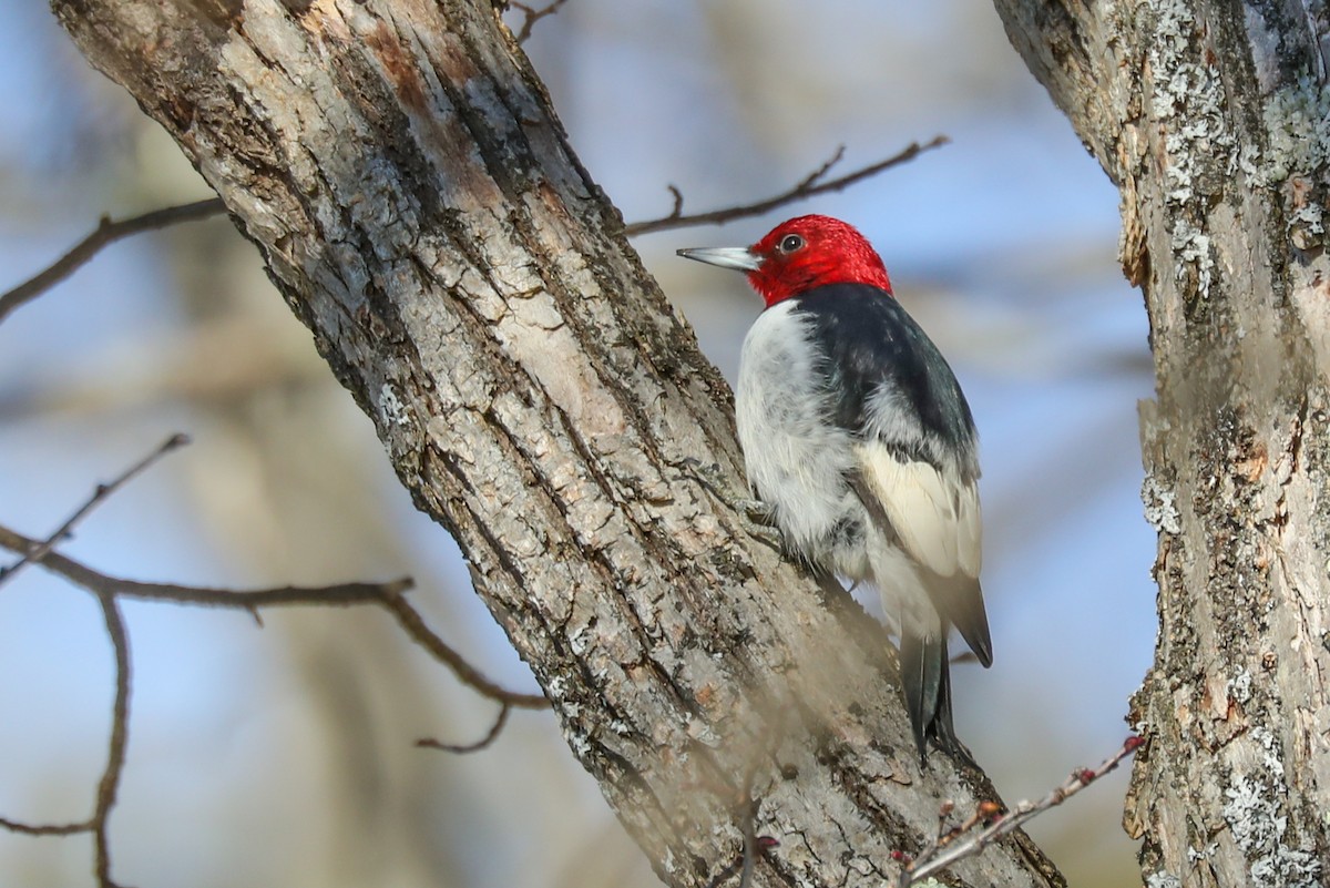 Red-headed Woodpecker - ML294589131