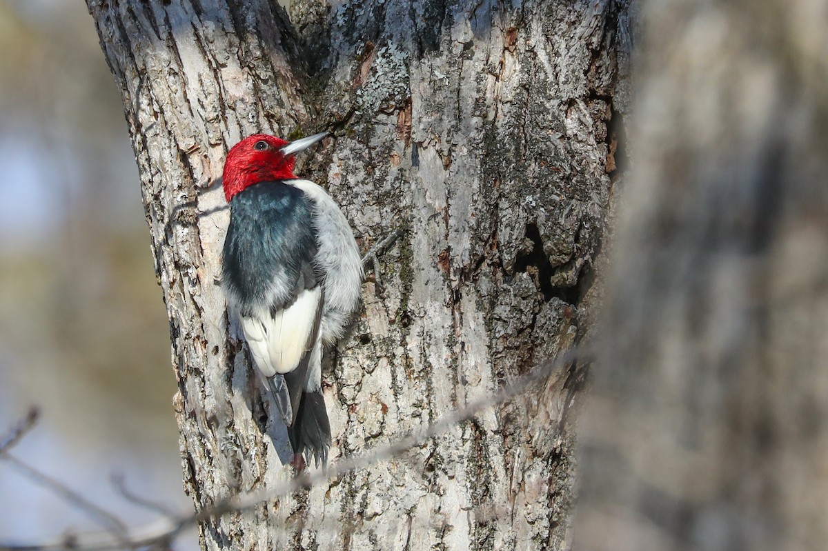 Red-headed Woodpecker - ML294589181