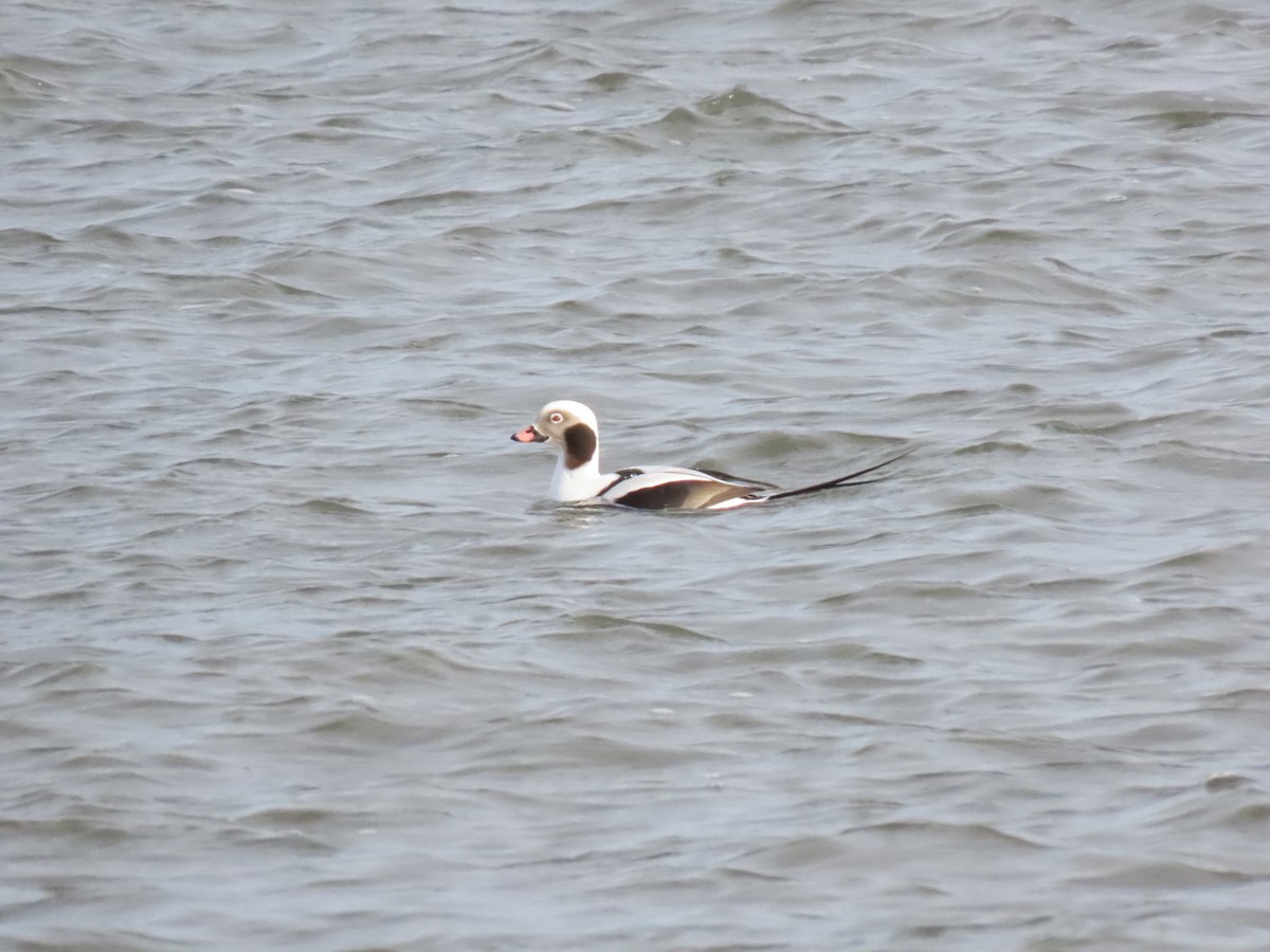 Long-tailed Duck - ML294597891