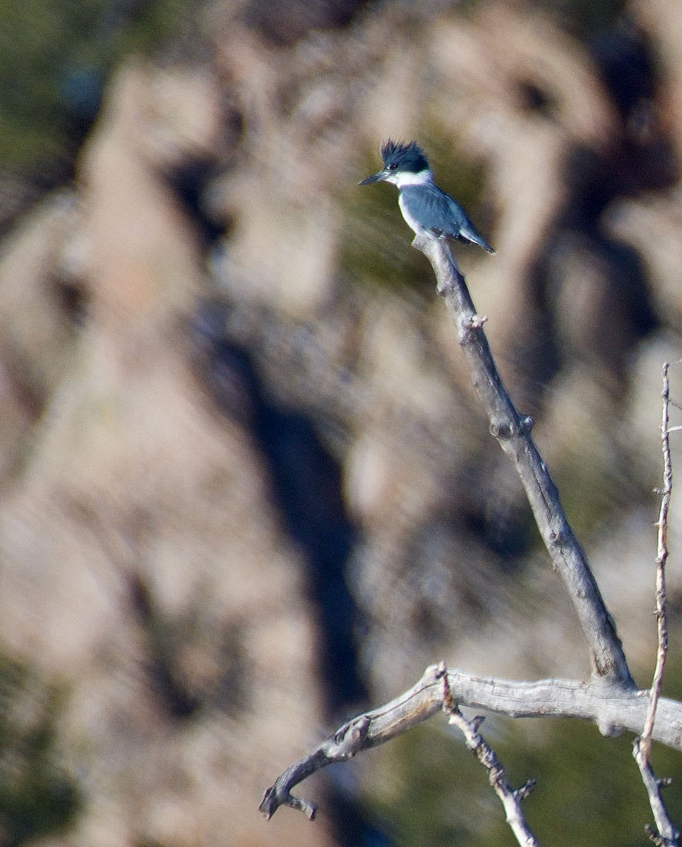 Belted Kingfisher - Trey Rogers