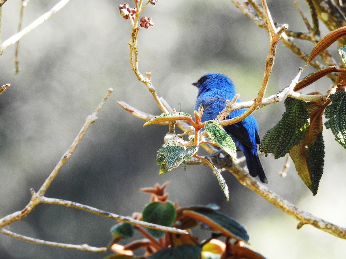 Blue-and-black Tanager - ML294603351