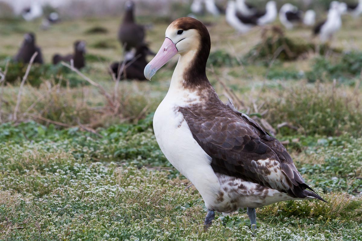 Short-tailed Albatross - Ron Horn