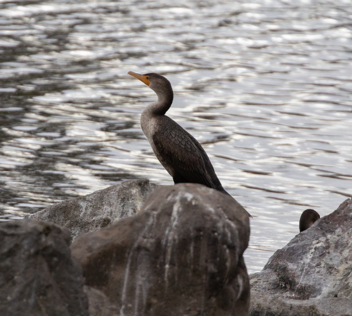 Double-crested Cormorant - Lindy Fung
