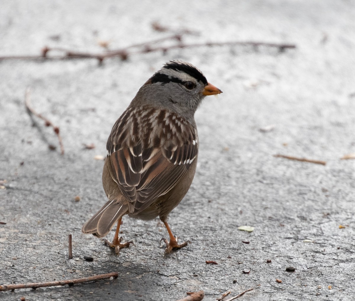 White-crowned Sparrow - ML294610011