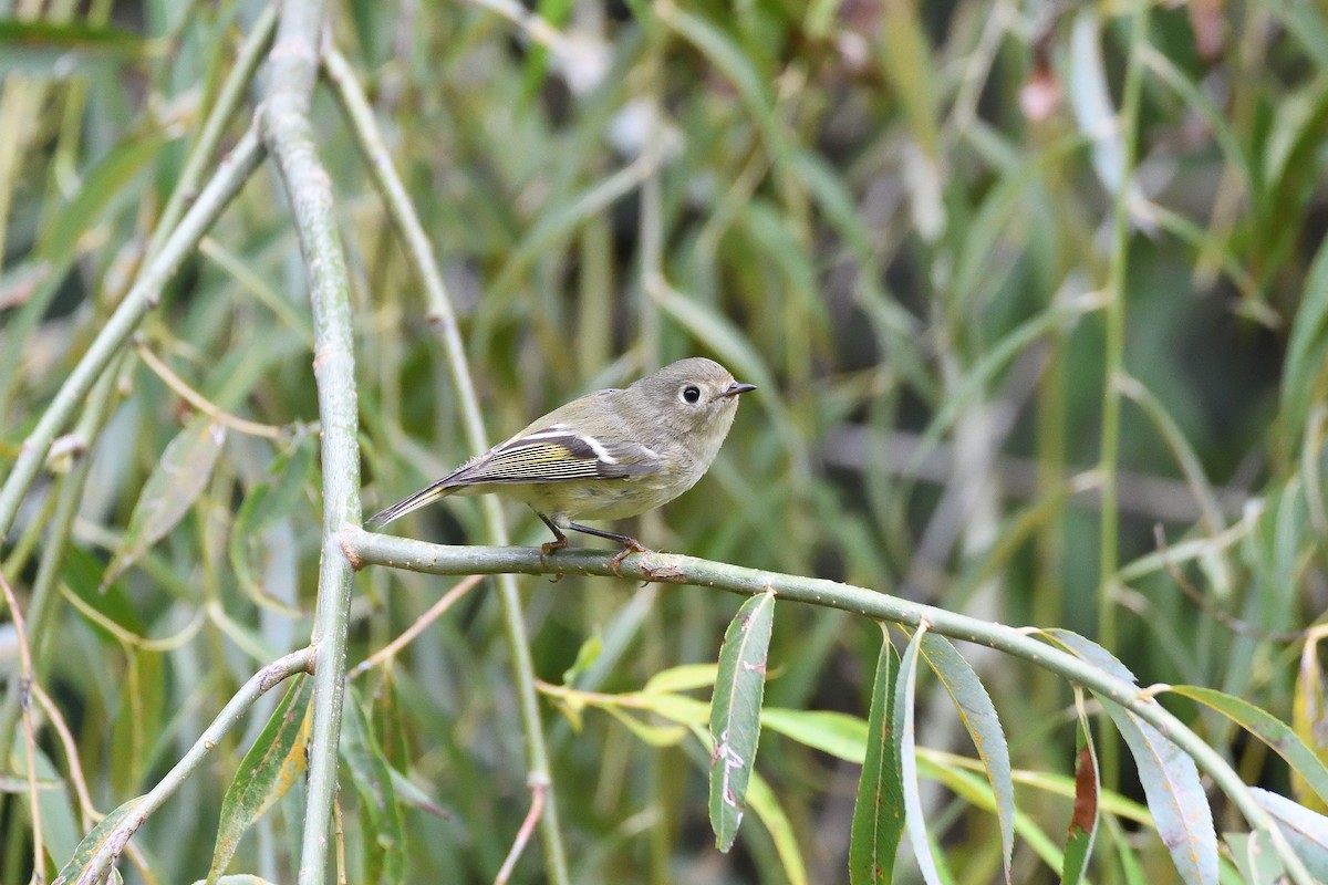 Ruby-crowned Kinglet - terence zahner
