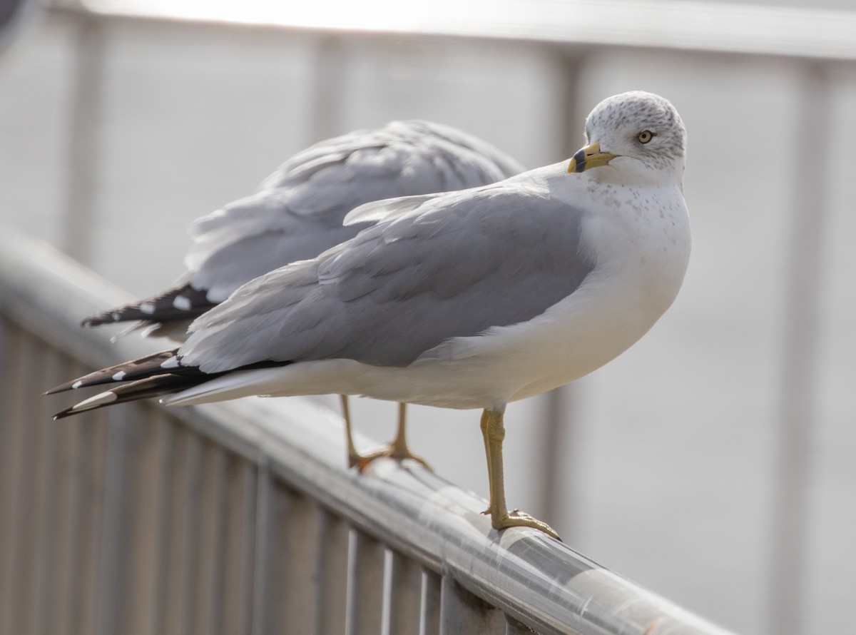 Ring-billed Gull - Lindy Fung