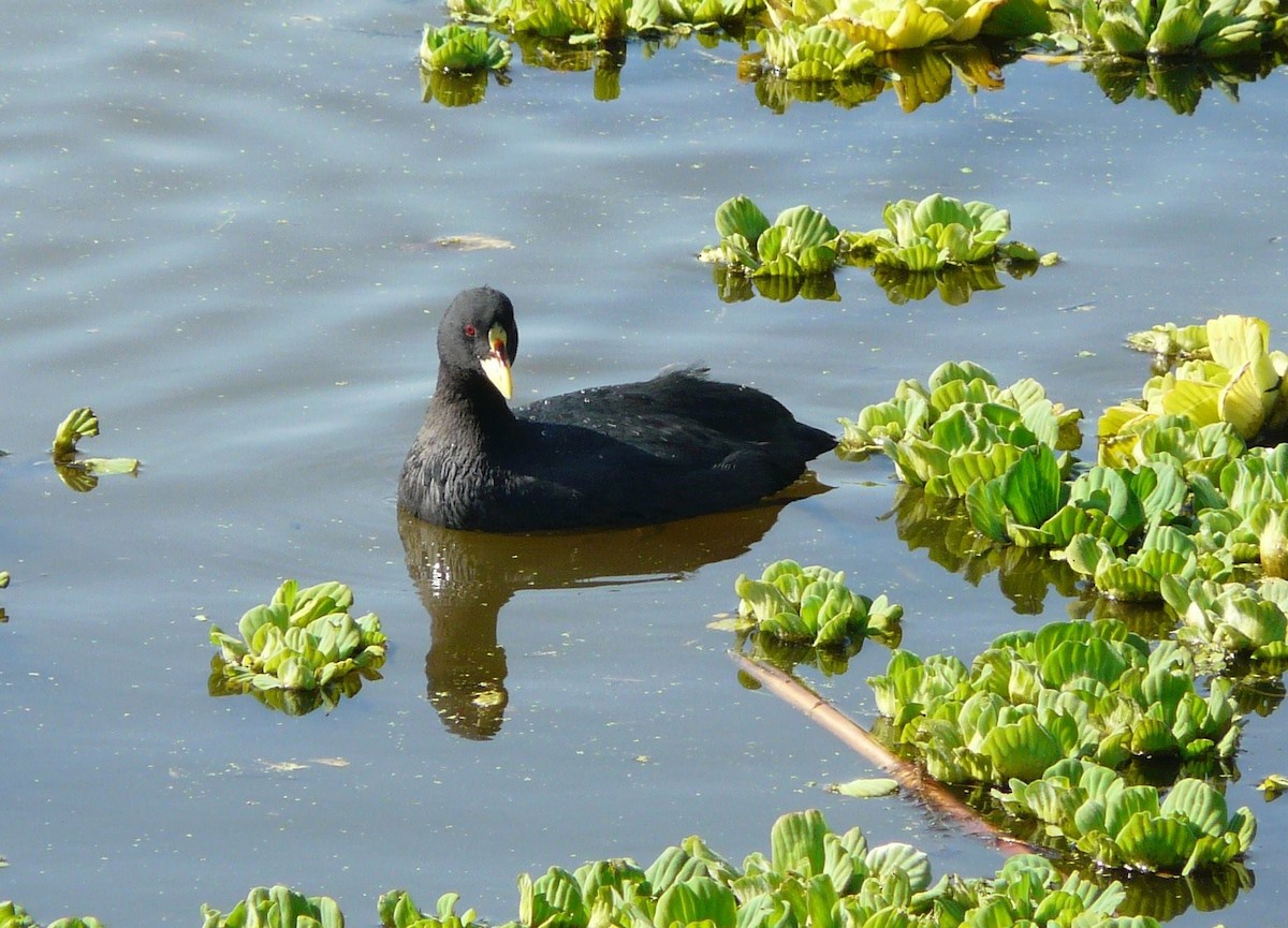 Red-gartered Coot - ML29461131