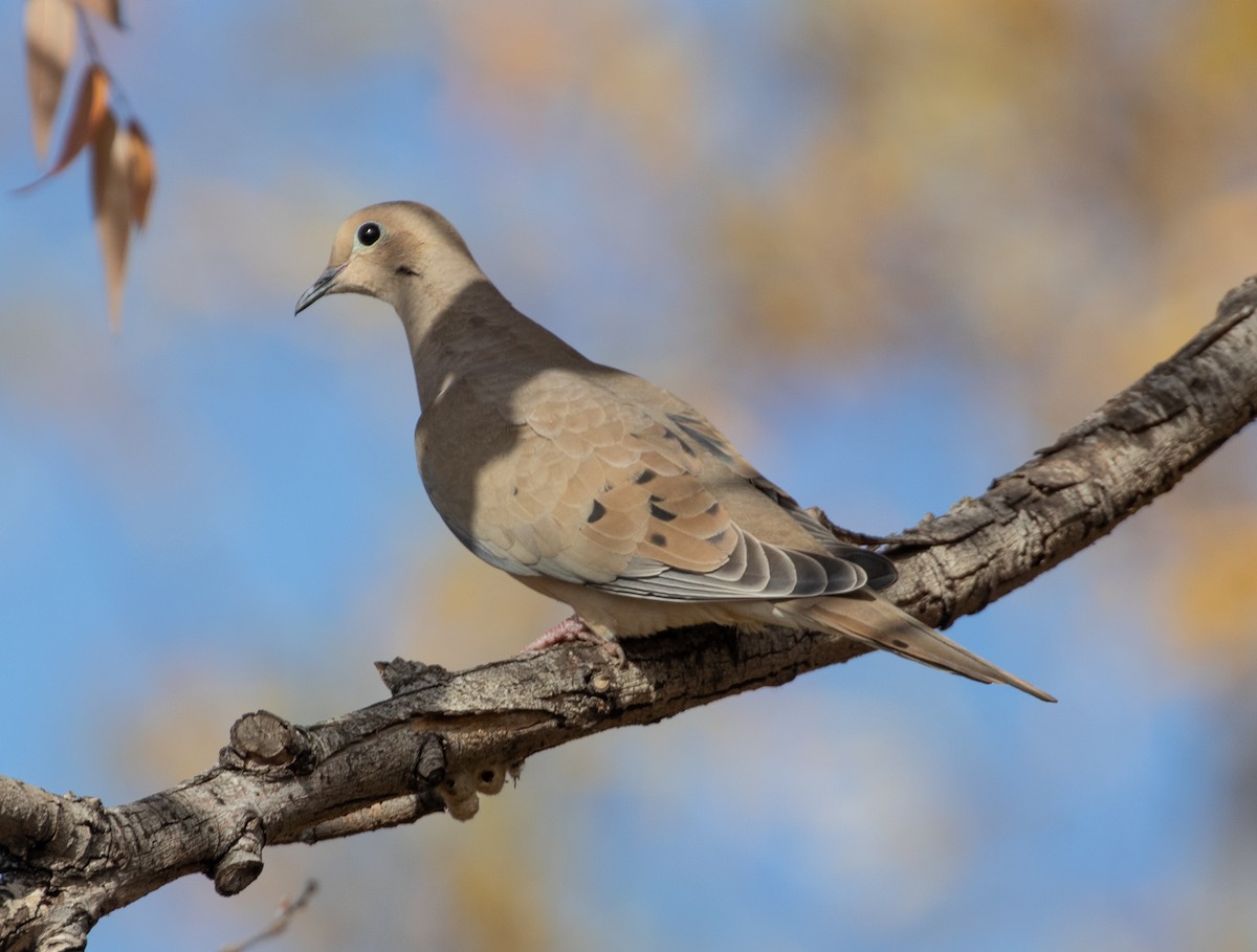 Mourning Dove - Lindy Fung