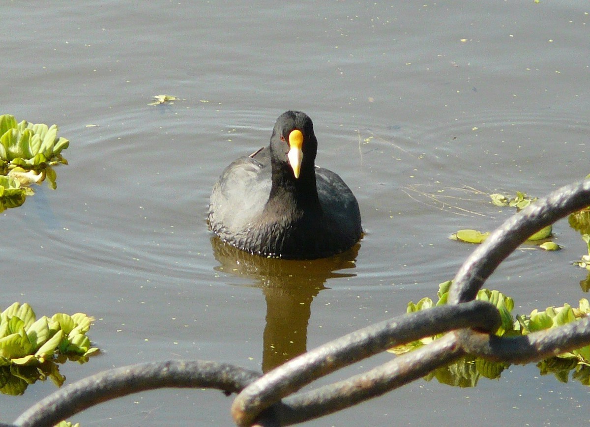 White-winged Coot - ADRIAN GRILLI