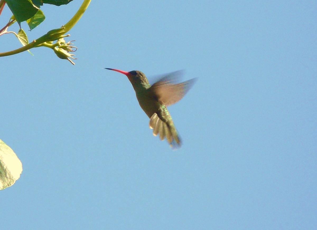 Gilded Hummingbird - ADRIAN GRILLI