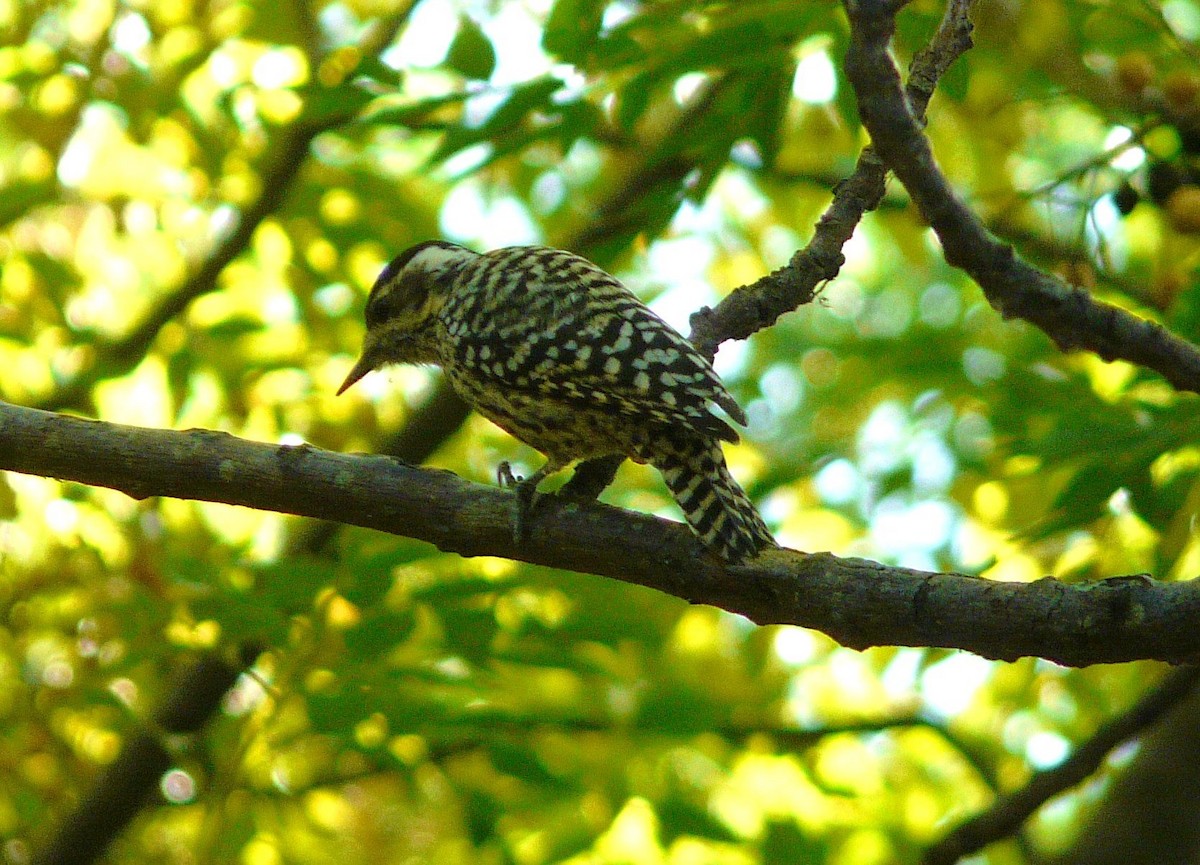 Checkered Woodpecker - ADRIAN GRILLI