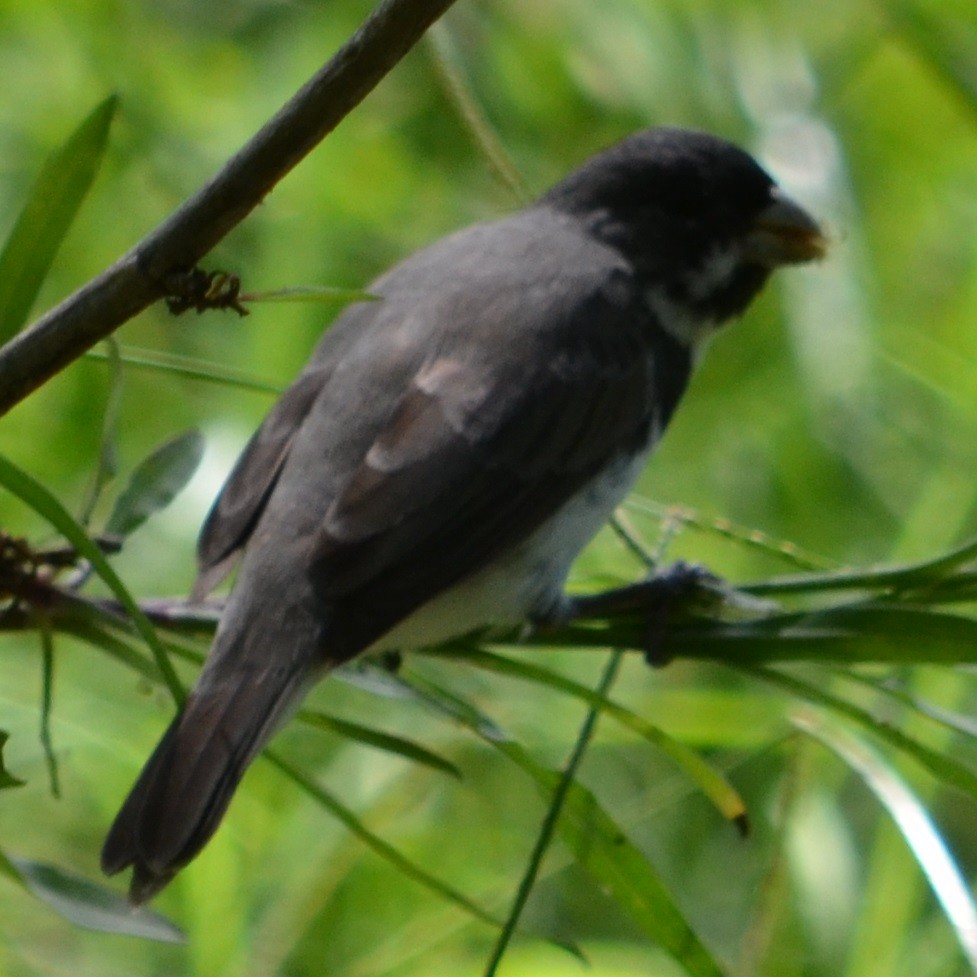 Double-collared Seedeater - ML294613581