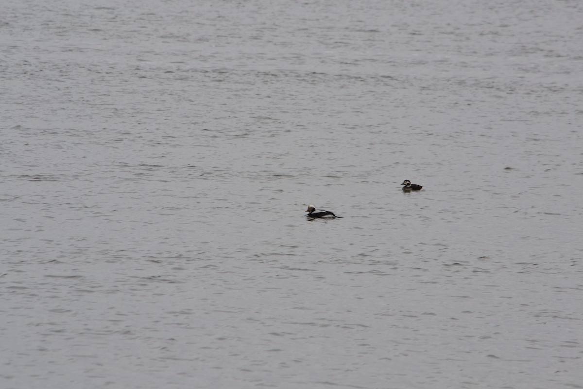 Long-tailed Duck - ML294616501