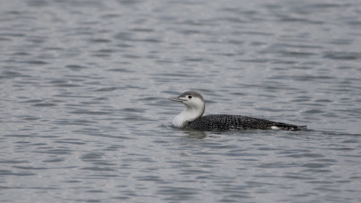 Red-throated Loon - ML294619441